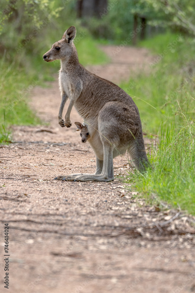 A female Eastern Grey Kangaroo (Macropus giganteus) standing on a bush track in New South Wales, Australia, and looking to the side, while the joey in her pouch looks at the camera.