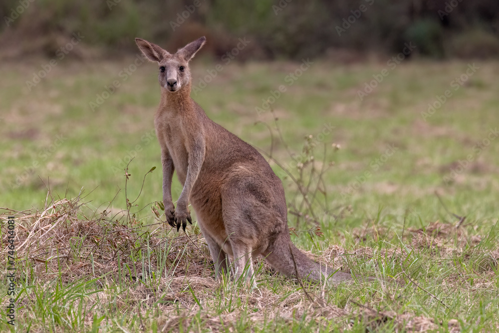 Close-up of an Eastern Grey Kangaroo (Macropus giganteus) standing on a grass field in New South Wales, Australia, and looking at the camera. Close-up of an Eastern Grey Kangaroo (Macropus giganteus) standing on a grass field in New South Wales, Australia, and looking at the camera.