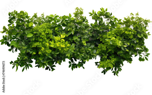 Group of Green Plants Growing on Top of Each Other. The plants appear healthy and vibrant, showcasing a natural stacking phenomenon. on a White or Clear Surface PNG Transparent Background.
