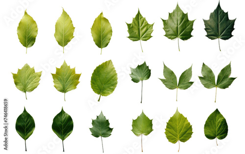 Bunch of Green Leaves. collection of vibrant green leaves arranged neatly. The leaves are various shades of green and shapes and sizes. on a White or Clear Surface PNG Transparent Background.