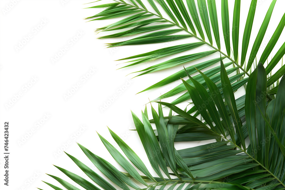 Fototapeta premium plants foliage flat lay banner with copy space background. Generative AI