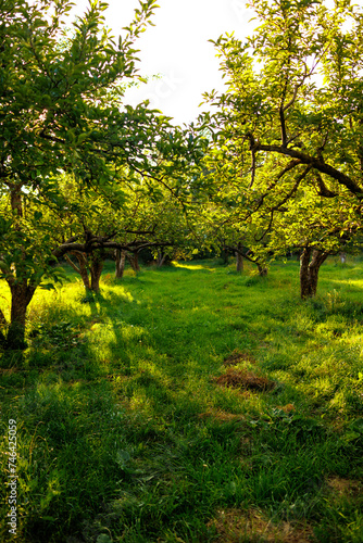 apple orchard. garden with green apple trees.