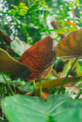 Beautiful Elephant Ear Coloasia photo