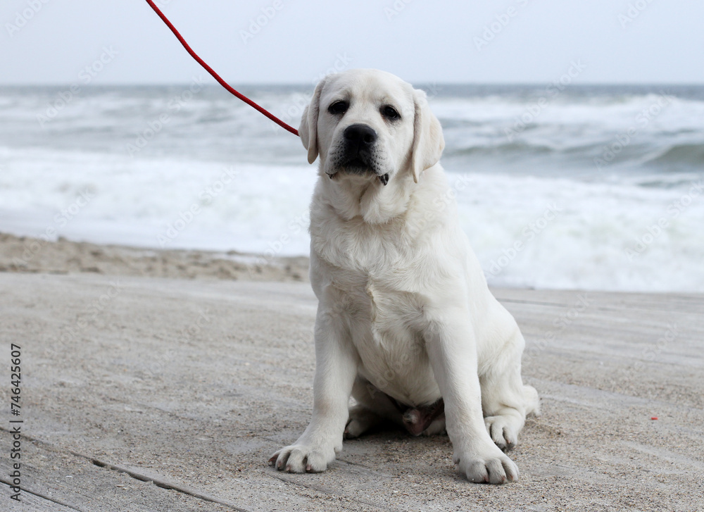 yellow labrador retriever in summer close up yellow labrador retriever in summer close up