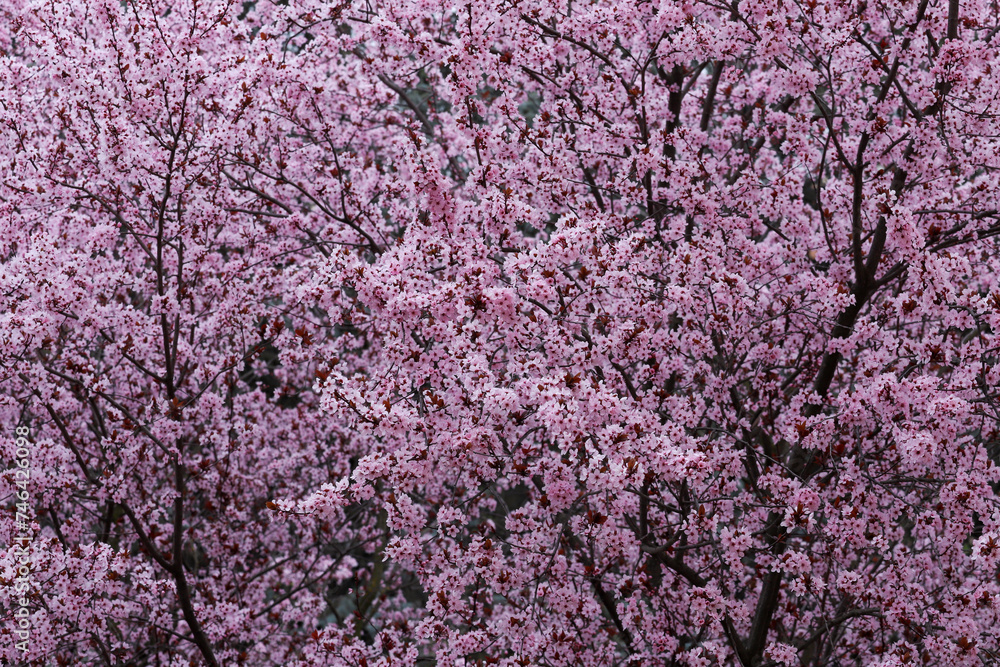 Flowers of a prunus tree blooming in springtime