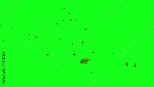Leaves falling animation on green screen 4k. leaf falling. chroma key background