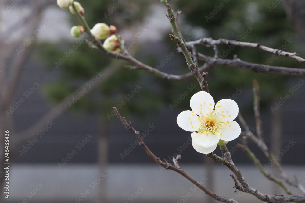 Plum blossom