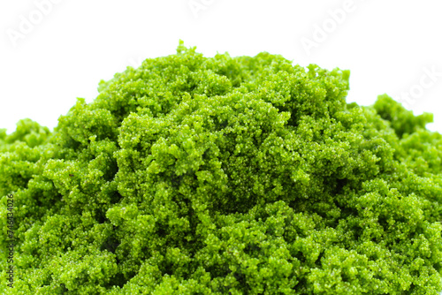 Wolffia globosa or swamp algae, water meal