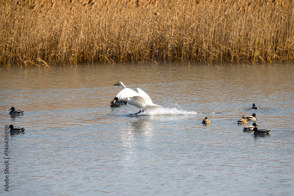 Obraz premium 강진만을 찾아온 겨울 철새 큰 고니