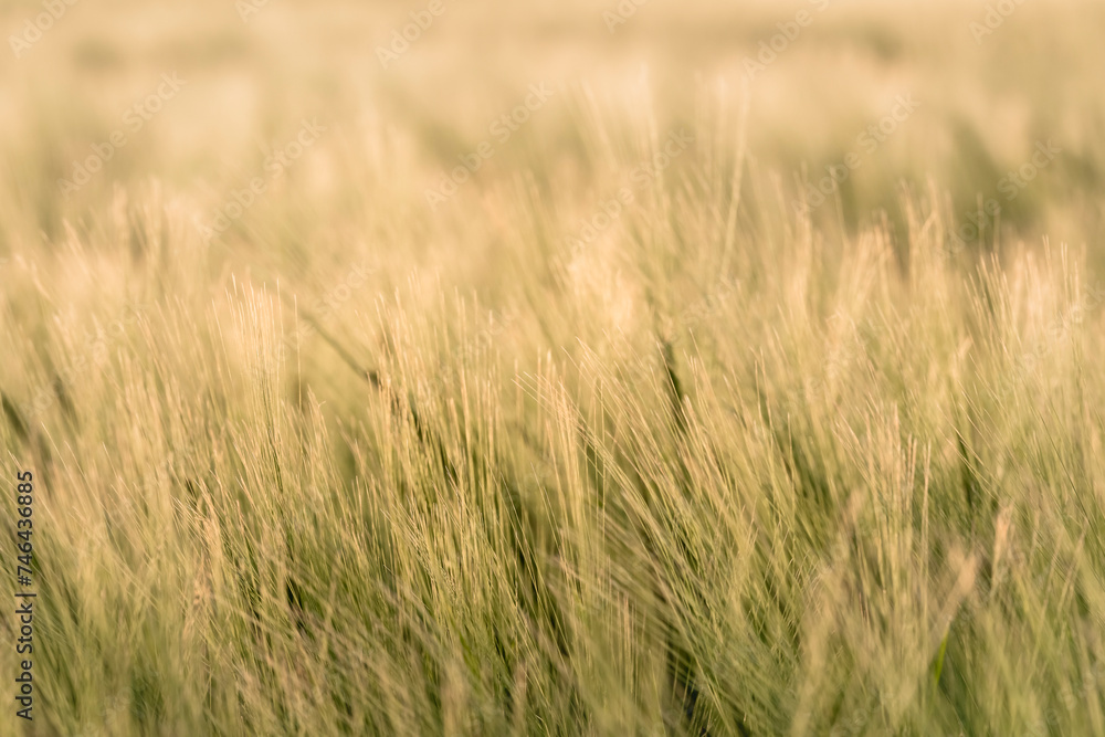 Fields of gold Wheat with waving grain in the golden sunlight