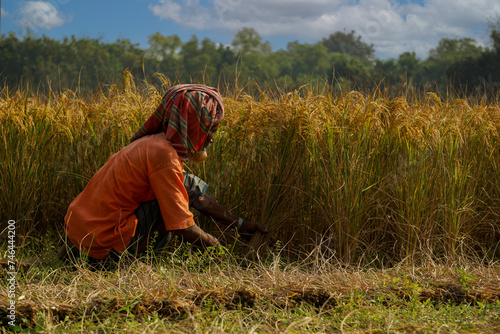 Bangladeshi old farmer harvesting paddy. Rice fields of Bangladesh. Sunburned farmer's face. Farmers are now happily reaping the ripe paddy.