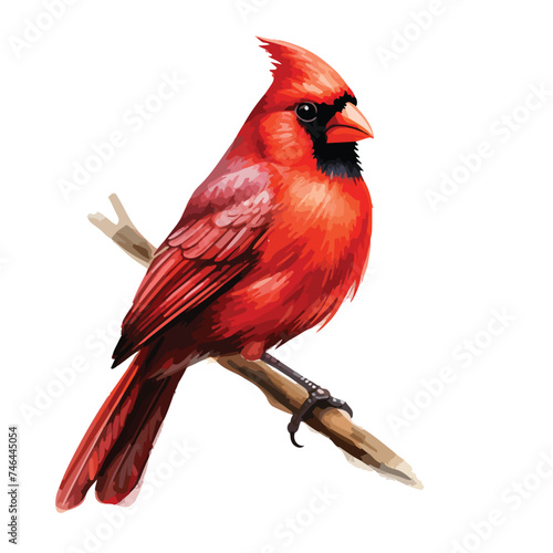 Red Cardinal Clipart  isolated on white background © Blue