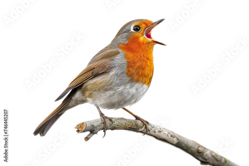 The Cheerful Robin Isolated On Transparent Background