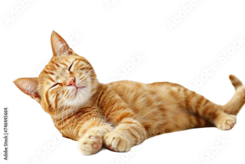 Lazy Cat Isolated On Transparent Background