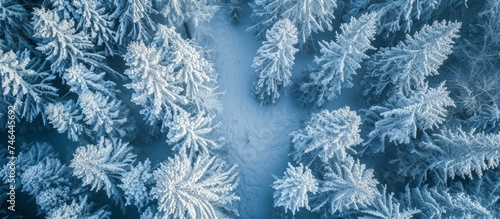 An aerial view of an evergreen forest blanketed in snow, with trees covered in frost and a symmetrical pattern of electric blue snowflakes