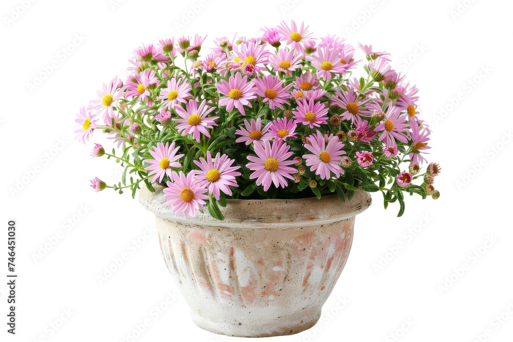 The Starry Flowers of the Garden Isolated On Transparent Background