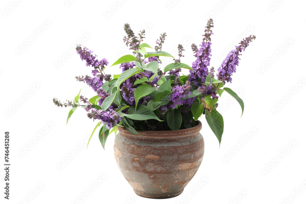Designing Gardens with the Butterfly Bush Isolated On Transparent Background