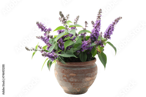 Designing Gardens with the Butterfly Bush Isolated On Transparent Background
