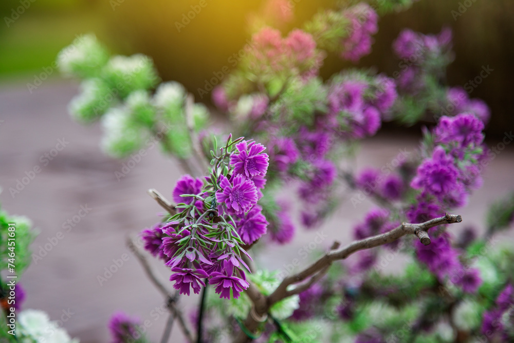 Beautiful purple flowers in the garden. Selective focus. nature.