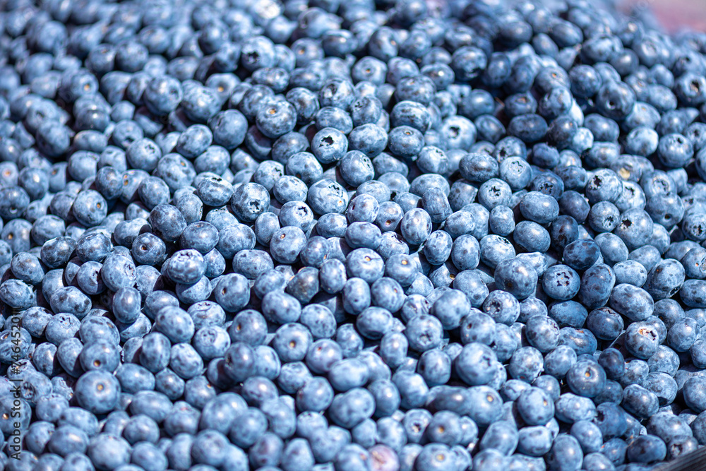 bilberry blueberry health benefits Lastly, bilberries contain high amounts of vitamins bilberry blueberry health benefits Lastly, bilberries contain high amounts of vitamins