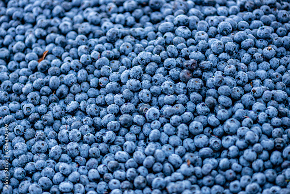 bilberry blueberry health benefits Lastly, bilberries contain high amounts of vitamins bilberry blueberry health benefits Lastly, bilberries contain high amounts of vitamins
