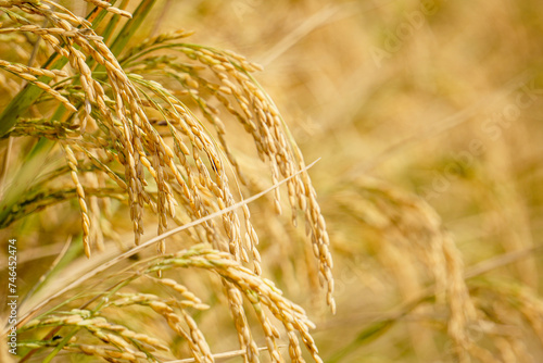 Golden rice fields. Closeup photo of ripe rice. Improved rice. Vast paddy fields in Bengal.