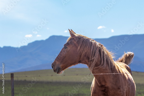 Horse and mountains with blue sky