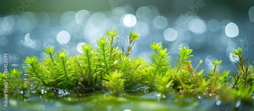 Nature photo of algae and seaweed in a beautiful lake with bokeh effect. Suitable for posters, prints, wallpapers, and calendars.