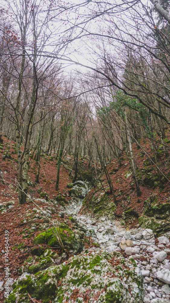 Panoramic of a birch forest ( Panoramic of a birch forest (