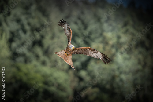 Red kite (Milvus milvus) flying in front of trees in mid-air © Wirestock