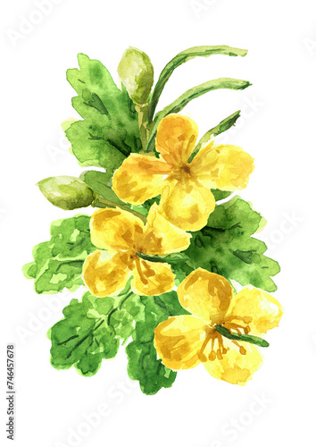 Celandine flower,  herbal medicine, medical plant. Hand drawn watercolor illustration  isolated on white background