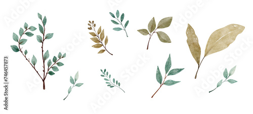 Watercolor leaves set. Set with floral elements and leaves.