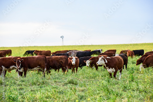 Cattle in the Pampas Countryside, Argentine meat production, La Pampa, Argentina.