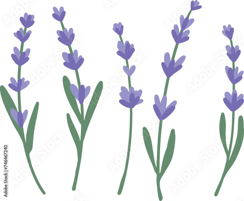 Set of lavender flowers. Botanical illustration. Collection of lavender flowers on a white background. 