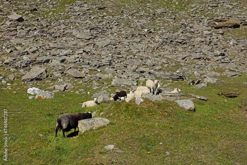 Herd of sheep on mountain summer pasture near Biertavarri, Kåfjord, Norway.  photo