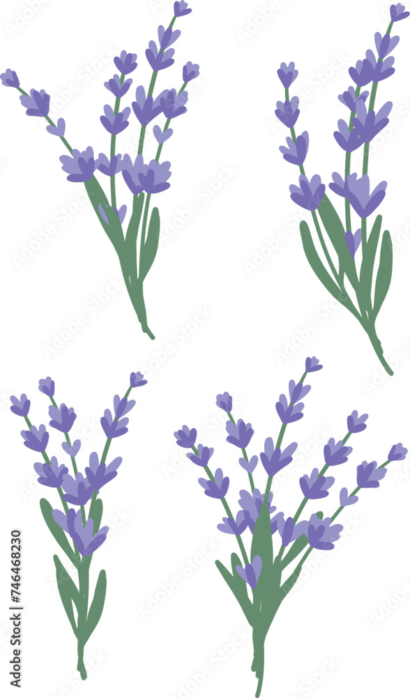 Obraz premium Set of lavender bouquets. Botanical purple flowers. Collection of lavender bouquets on a white background.