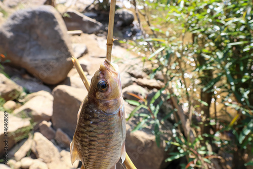 Selective Focus a river fish caught by villagers along a river in a pristine forest in Thailand.