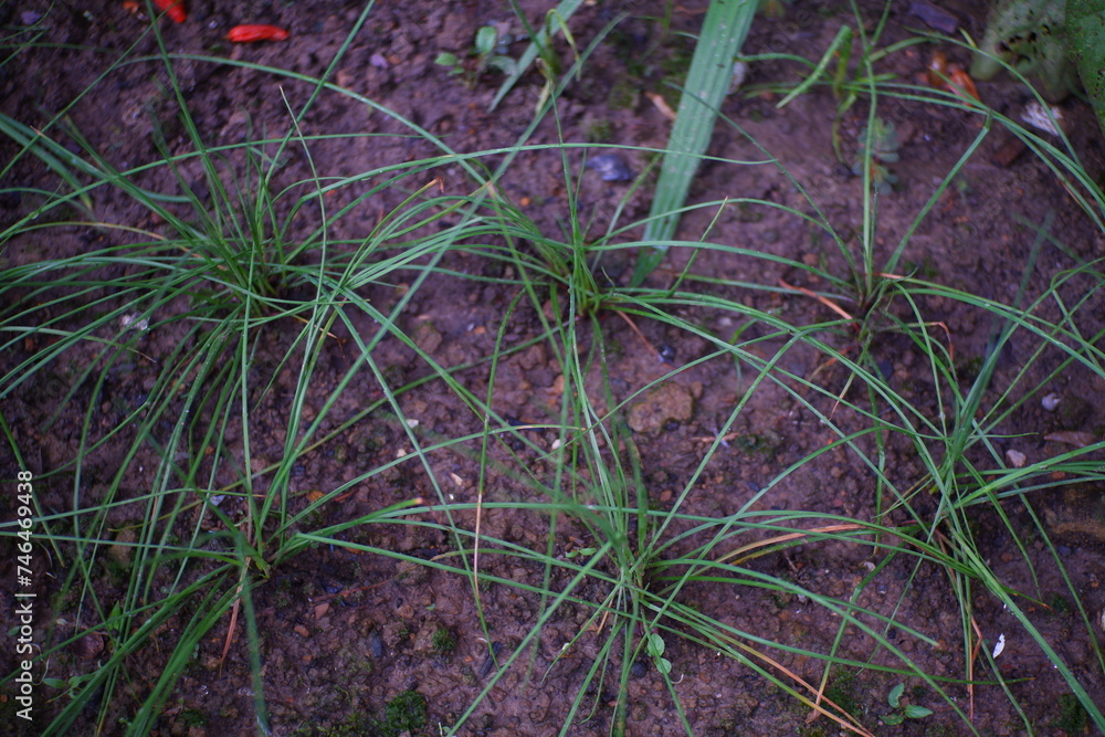 Leeks or hair onion plants.