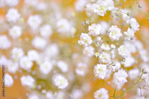 かすみ草　夏の花