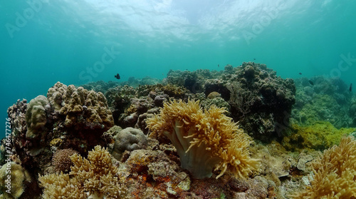 Fototapeta Naklejka Na Ścianę i Meble -  Tropical fish and coral reef. Underwater world background.