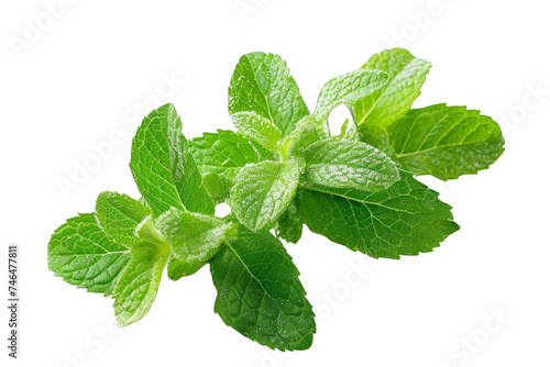 Isolated fresh mint leaves on a transparent backdrop. Herbal freshness.