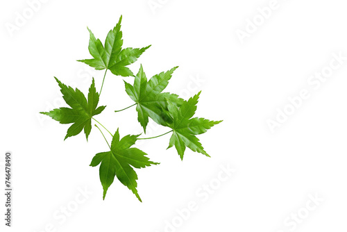 Green maple leaves forming a cluster. Isolated on a transparent background.