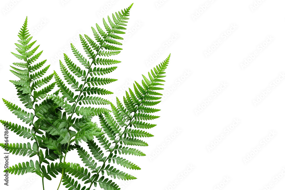 Isolated cluster of fern fronds forming a natural grouping on a transparent background.