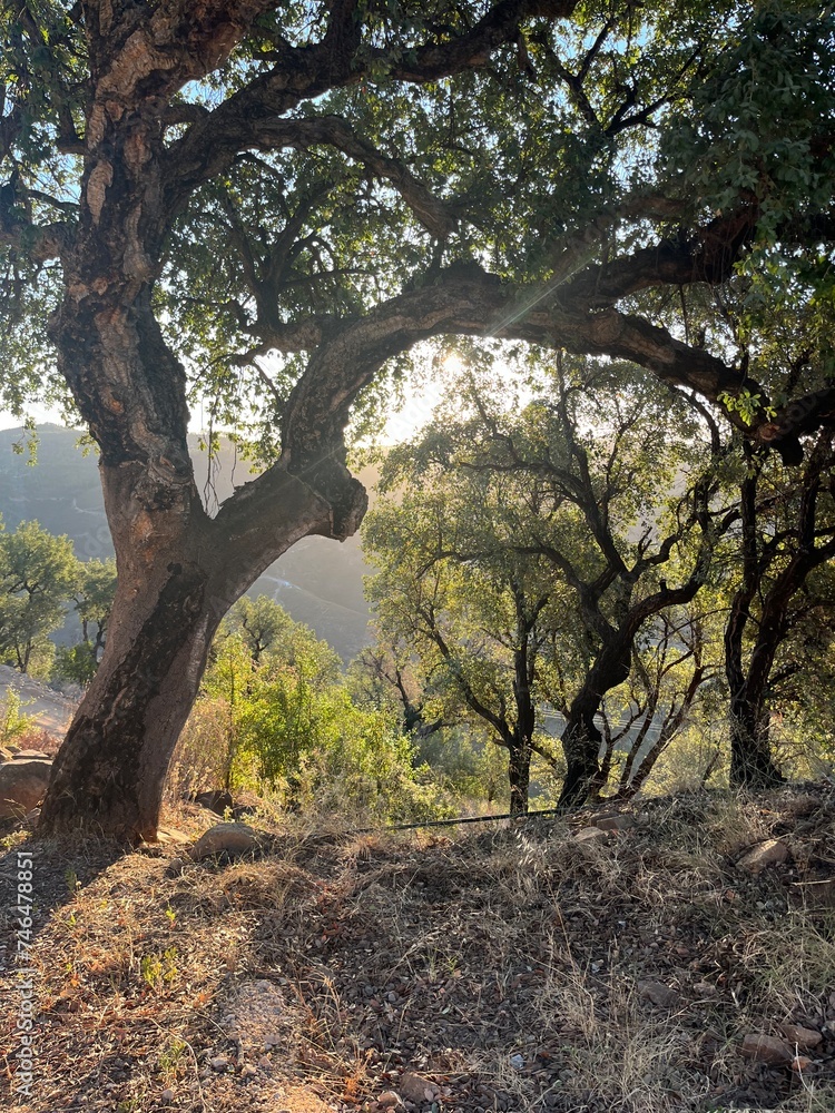 Beautiful tree on the hill, warm light, sunlight Beautiful tree on the hill, warm light, sunlight