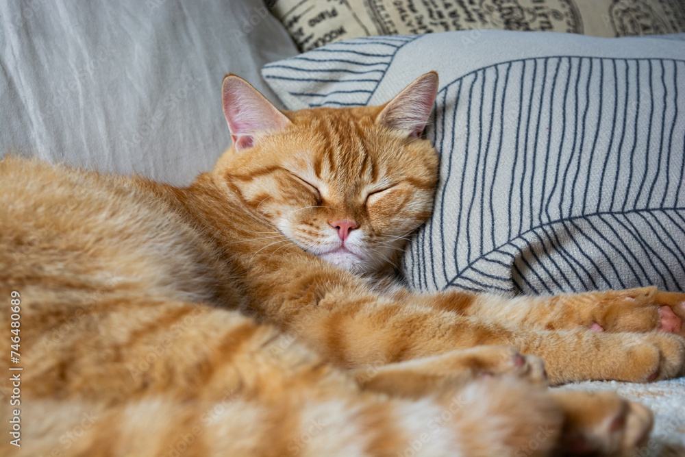 cute tabby orange cat sleeping on the bed