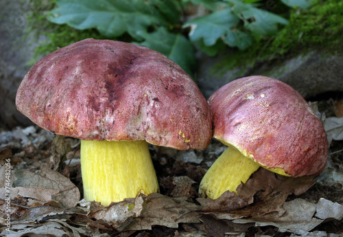 Two Royal boletes or red-capped butter boleto (Boletus regius) in the oak forest