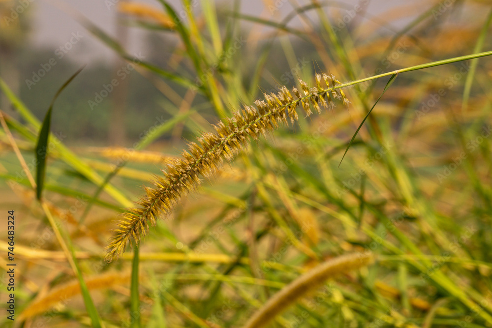 Foxtail millet, scientific name Setaria italica (synonym Panicum italicum L.), is an annual grass grown for human food. It is the second-most widely planted Foxtail millet, scientific name Setaria italica (synonym Panicum italicum L.), is an annual grass grown for human food. It is the second-most widely planted