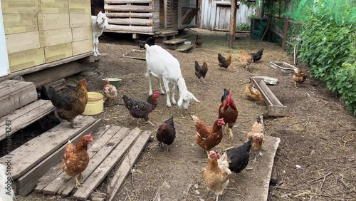 Goats, chickens, fowls, hens, cockerels, feeding in a backyard farm.