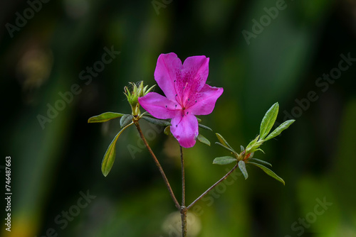 Azaleas are flowering shrubs in the genus Rhododendron, particularly the former sections Tsutsusi and Pentanthera photo