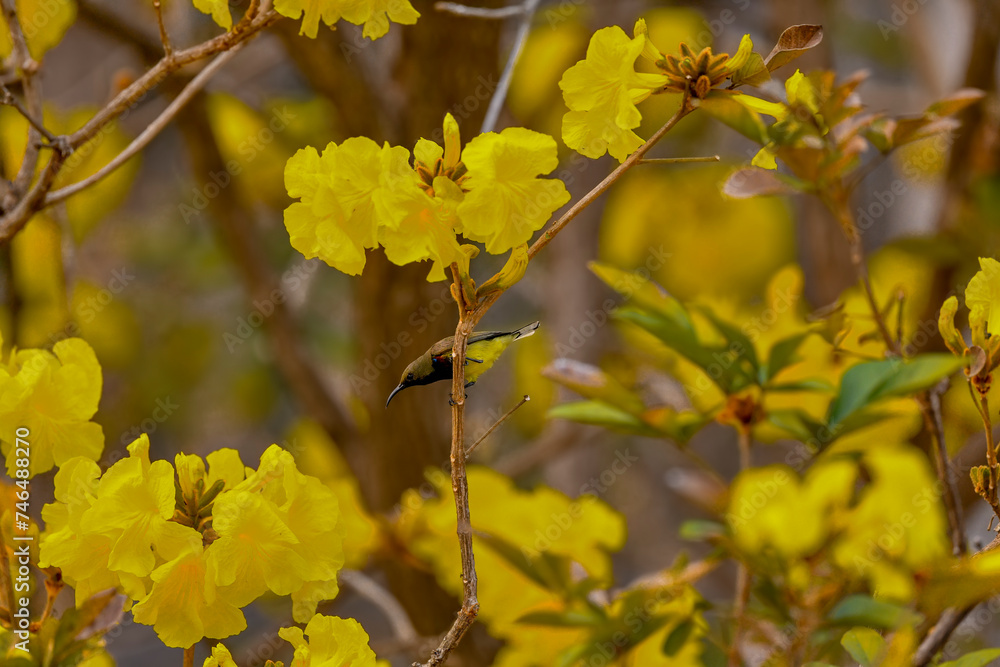 Garden sunbird on golden trumpet tree - Yellow ipe - Handroanthus albus. Garden sunbird on golden trumpet tree - Yellow ipe - Handroanthus albus.